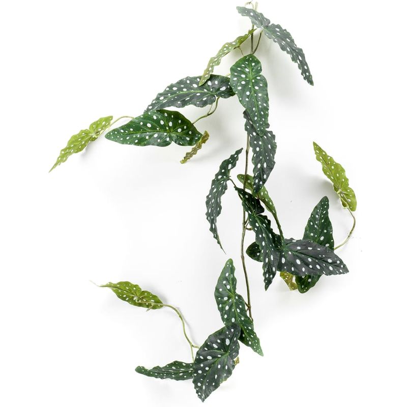 Comprar begonia maculata esquejes ? 【 desde 0,0 € 】 | VAZLON