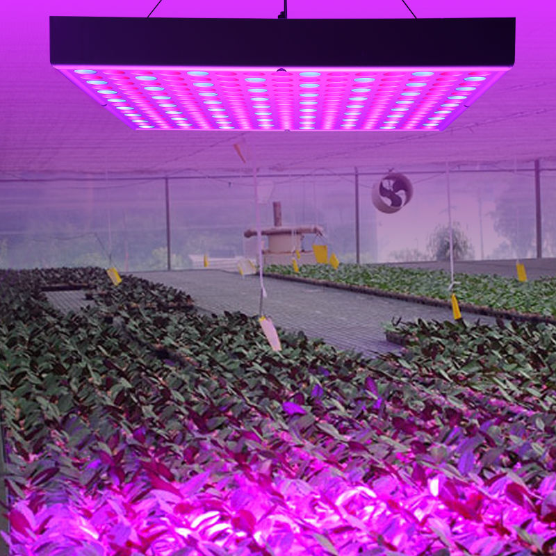 Luces LED para plantas de 45 W, luz LED para cultivo de plantas en crecimiento, plantas de interior, flores y vegetales, plantación de frutas - WYCTIN