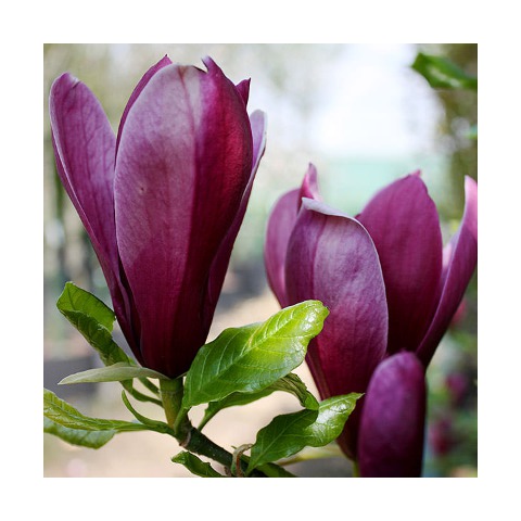 Comprar magnolia stellata en maceta ? 【 desde 0,0 € 】 | VAZLON