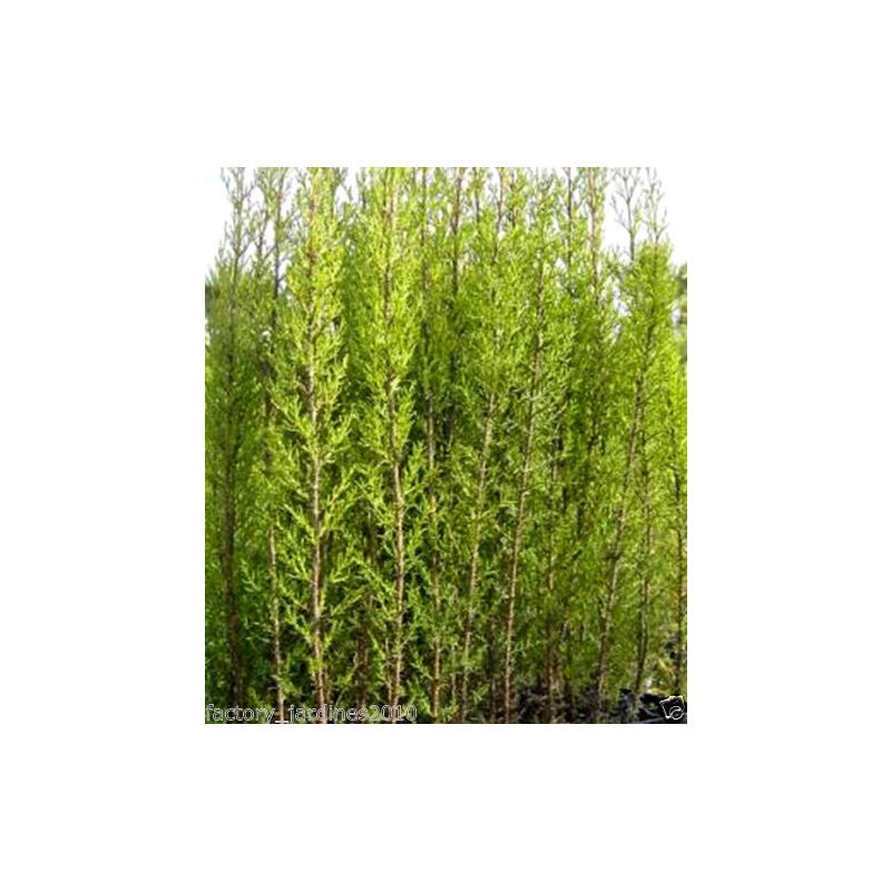 Plantas Cipreses 60 - 80 Cm, Cupressus Sempervirens. para Setos, Pantallas