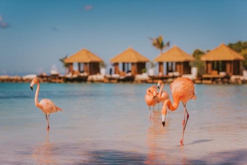 Ofertas en Renaissance Aruba Resort & Casino (Resort), Oranjestad (Aruba)