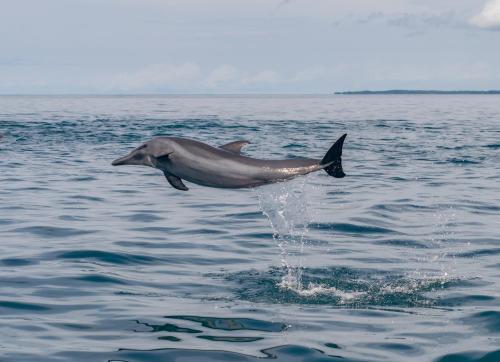 Ofertas en Dolphin Quest Costa Rica (Lodge), Piedras Blancas (Costa Rica)