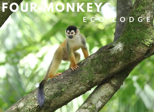 Ofertas en Four Monkeys Eco Lodge (Lodge), Cabo Matapalo (Costa Rica)